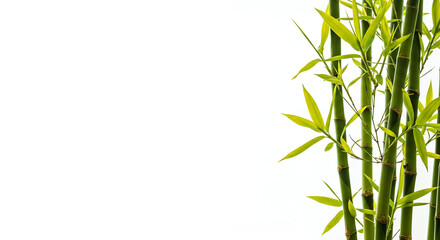 Fototapeta premium bamboo