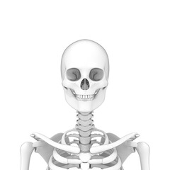 3d rendered illustration of a human head, skull, skeleton, png available