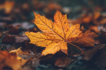 Autumn leaf on forest floor (1)