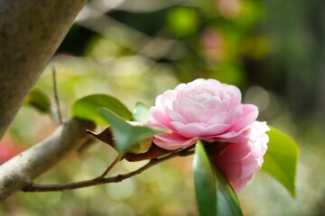 華やかなピンクのツバキ