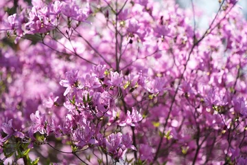Fototapete Rund 満開のミツバツツジ © yuuyu