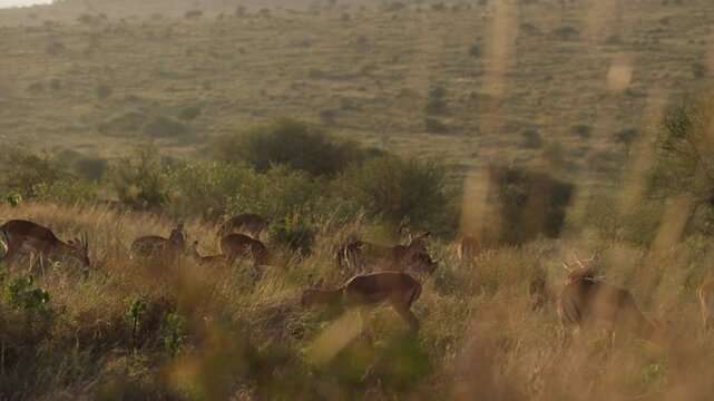 Very wide gimbal parallax of female herd of Impala (Aepyceros melampus) grazing in slope of grass savannah in sunrise in Kenya