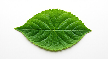 Detailed Image of a Green Leaf Isolated on a Clean White Background for Design