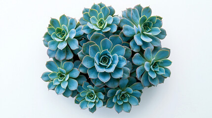 Beautiful Arrangement of Succulents on White Background for Decor
