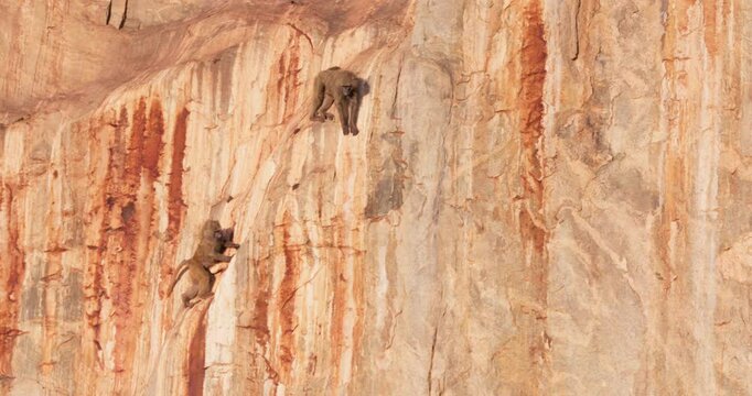 Very wide of a pair of juvenile Olive Baboon (Papio anubis) climbing a red rock slope in savannah in morning in Kenya