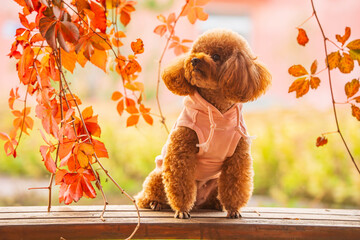 A toy poodle in autumn