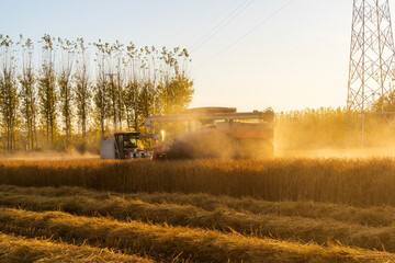 Harvester machine is harvesting rice