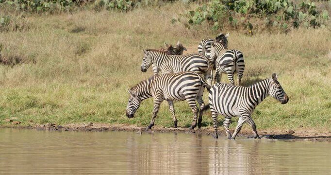 Wide of a dazzle of zebras (Equus burchelli) drinking water and walking away at the watering hole in savanna in morning in Kenya