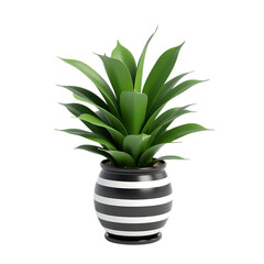 Dracaena plant in a black and white striped ceramic pot, leaves towering upright,