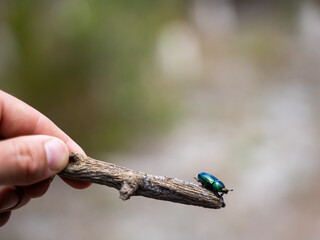 Hand holding twig with shiny green beetle on blurred natural background