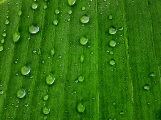green leaf with water drops