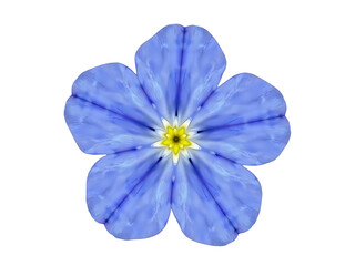small bright blue flower with five petals, yellow center, top view,blue,spring,plant