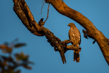 Majestic Shikra Bird Resting on Branch with Moon in Background, India
