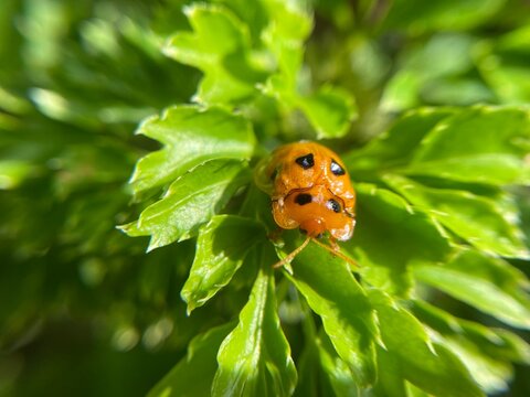 Close-up macro of an orange ladybug with black spots resting on fresh green leaves in a garden under natural sunlight, vibrant insect nature photography - Powered by Adobe