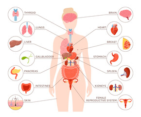 Female Human body internal organ with description illustration. Woman anatomy digestive, reproductive system. Anatomy simple structure. Cartoon medical scheme educational poster infographic vector