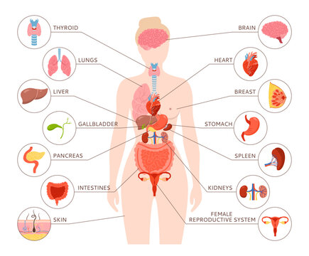 Female Human body internal organ with description illustration. Woman anatomy digestive, reproductive system. Anatomy simple structure. Cartoon medical scheme educational poster infographic vector