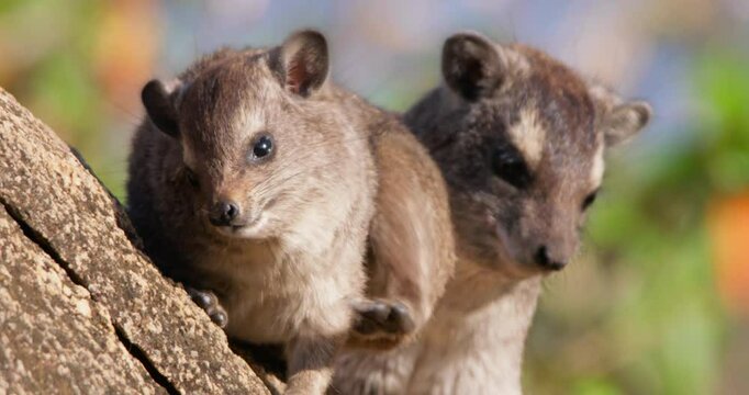 Close up of pair of rock hyraxes (Procavia capensis) faces sunbathing and grooming on a rock outcrop in morning in Kenya