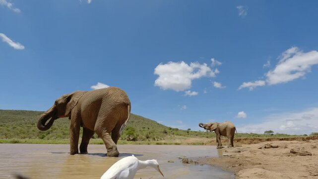 Low wide angle of African Bush Elephants (Loxodonta africana) drinking from a muddy watering hole near a Cattle Egret at noon in kenya 