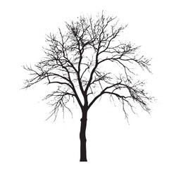 Obraz premium Botanical Art Ash Tree Silhouette