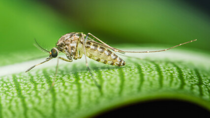 Mosquito standing on green leaf: dangerous insect spreading diseases