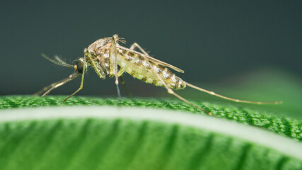 Mosquito standing on green leaf: close-up of dangerous insect