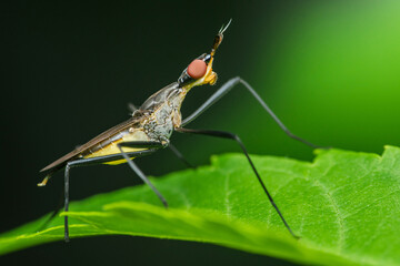 Stilt-legged fly standing on a green leaf