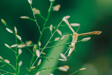 Plume moth resting on green grass stems in nature
