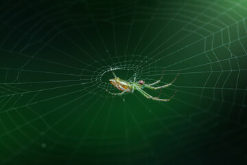 Green spider weaving its web on dark green background