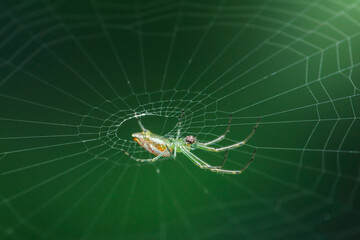 Green spider weaving its web on a green background