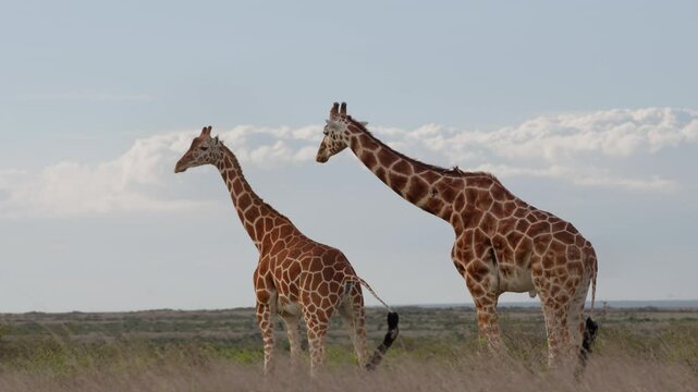 Very wide gimbal parallax of male Reticulated giraffe (Giraffa c. reticulata) sniffing peeing oestrous female in cloudy morning in Kenya