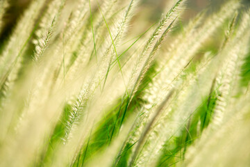 Soft Blades of Grass in Gentle Breeze During Sunny Day Light