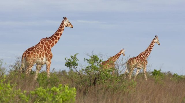Very wide gimbal tracking of tower of Reticulated giraffe (Giraffa c. reticulata) walking in savannah in cloudy morning in Kenya