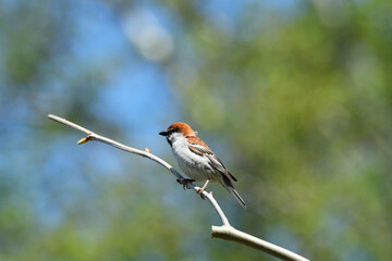 枝先に止まる春のニュウナイスズメ