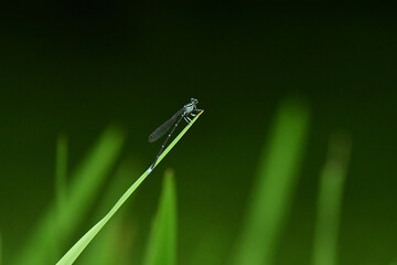 細い葉先に止まるモノサシトンボ © mayudama