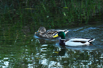 Obraz premium 暗い川を進むマガモのペア