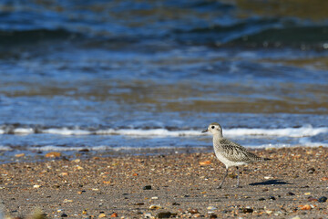 Fototapeta premium 海岸を歩く秋のダイゼン