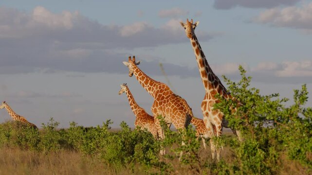 Very wide gimbal tracking of tower of Reticulated giraffe (Giraffa c. reticulata) walking in savannah in morning in Kenya
