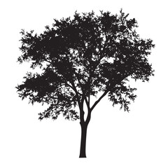 Isolated Ash Tree Graphic Illustration