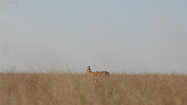 Very wide gimbal tracking of a pair of Hartebeests (Alcelaphus buselaphus) running through tall dry grass at midday in the Kenyan savannah