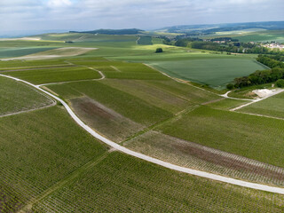 View on green premier and grand cru vineyards, rows of pinot noir and meunier grapes in Lal de...