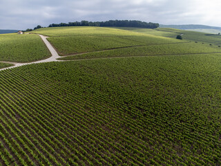 View on green premier and grand cru vineyards, rows of pinot noir and meunier grapes in Lal de...