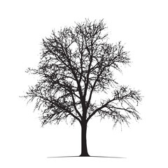 Isolated Tree Vector Ash