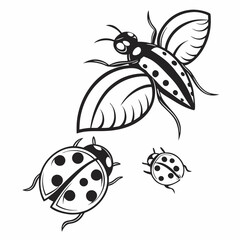 Professional ladybugs and insect illustration with transparent background