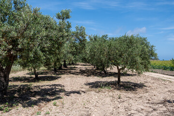 Olive trees in a row on plantation, Sicily, Italy