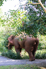 Wild Elephant in the Lush Green Jungle in thailand