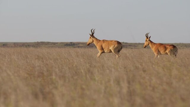 Very wide steadicam tracking of a Hartebeest (Alcelaphus buselaphus) running through tall dry grass at midday in the Kenyan savannah