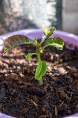 Growing exotic mango tree tropical fruit from a seed, germinated sprout with leaves in soil