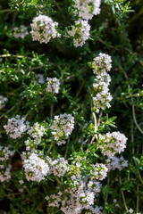 Fototapeta premium Spring blossom of pink aromatic kitchen herb thyme in garden
