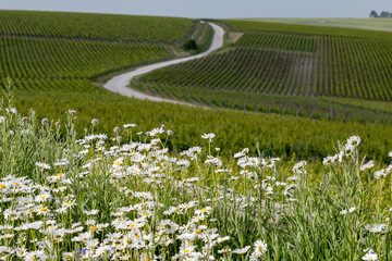 Spring flowers on green premier and grand cru vineyards, rows of pinot noir and meunier grapes in...
