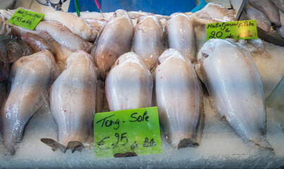 Catch of the day on fist market in Oostende, North Sea, Belgium, fresh turbot, bot, plaice flat fishes close up